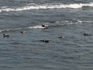 Ordu'da yaban ördekleri görüntülendi
