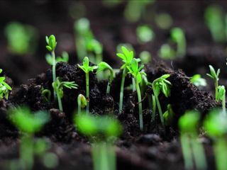 Aralık'ta ne ekilir/dikilir? Evde kolayca yetişebilen bitkiler...