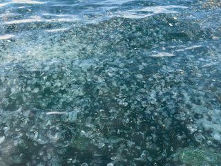 Üsküdar sahilinde binlerce denizanasının kıyıya vurduğu görüldü