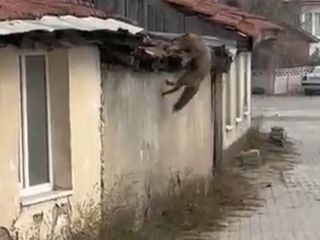 Bolu'da köpek sesi duyan tilkinin panik anları kamerada