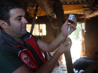 Muğla'da şap hastalığı nedeniyle 11 mahalle karantinaya alındı