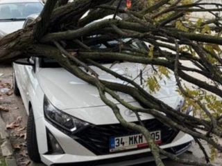 Bursa’da park halindeki araçların üzerine ağaç devrildi