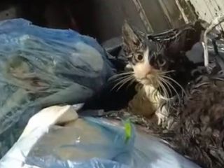 Muğla'da poşete koyulup çöpe atılan kedi kurtarıldı