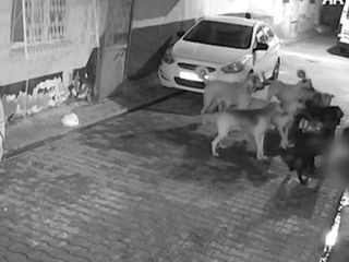Adana’da 11 tane başıboş sokak köpeğinin saldırdığı kedi öldü