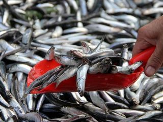 Aralık ayının en faydalı balıkları açıklandı: Bağışıklığı çelik gibi yapıyor