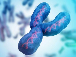 "Erkekler bitecek" iddiası! Y kromozomu yok mu olacak, neden? Bilimsel yanıtı...