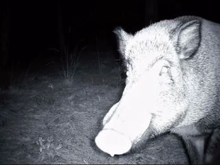 Tekirdağ'da yaban domuzunun fotokapanla savaşı: Söküp parçalamaya çalıştı