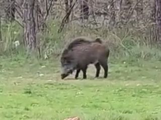 Trakya Üniversitesi Kampüsünde yaban domuzu sürprizi