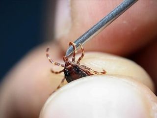 KKKA'ya yerli aşı geliyor: Klinik öncesi çalışmalar tamamlandı