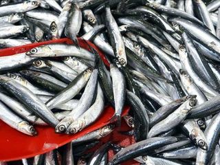 Balıkçıların yüzünü hamsi güldürdü