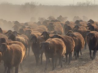 Ağrı Dağı çevresindeki otlaklarda damızlık koyun yetiştiriliyor
