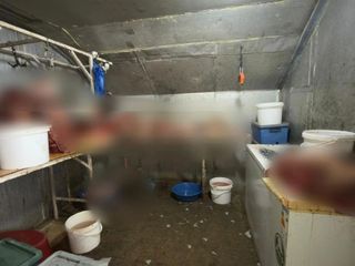 Eskişehir'de at kesimi yapan işletmeye operasyon: 215 kilo at eti ele geçirildi