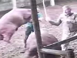 Amasya'da boğanın darbesiyle besici yere serildi