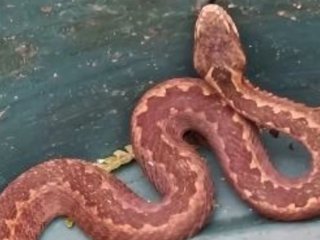 Doğu Karadeniz'de yılanlar kış uykusuna yatmadı