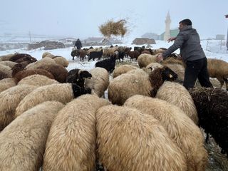 Kars’ta besicilerin zorlu kış mesaisi