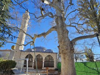 Harput’un 300 yıllık çınarı zamana direniyor