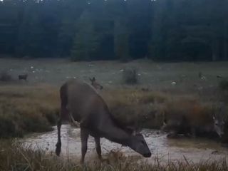 Fotokapanlar kaydetti: Kızıl geyiklerin su başındaki dansı büyüledi