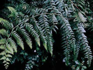 Antalya'da süs bitkileri için Organize Tarım Bölgesi kurulacak