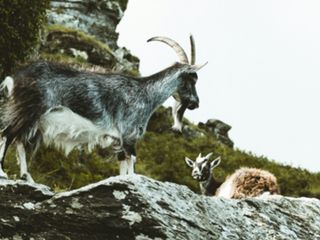 Kayseri'de yaban keçisi avlayana 953 bin 82 lira ceza kesildi