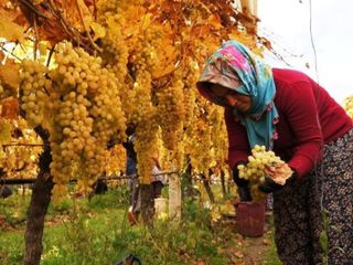 Manisa'da üzüm hasadı sürüyor