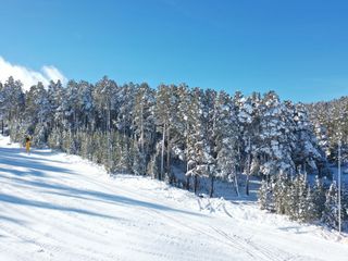 Kars'ta kar yağışı sarıçam ormanlarını beyaz boyadı