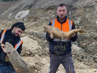 Arnavutköy'de İBB'nin döküm sahasına çevirdiği gölde balıklar öldü