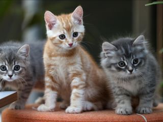 Hesaplandı: Dünyadaki güncel kedi sayısı...