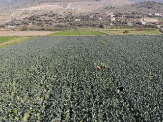 İzmir'in verimli tarım arazilerinde 'yeşil altın' hasadı