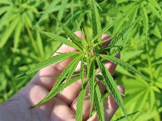 THC nedir, yasal mı? THC'nin vücuda etkileri...