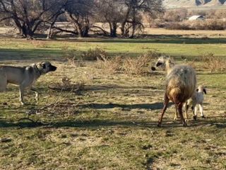 Erzincan'da yavrusunu köpeğe karşı korumak isteyen anne koyun