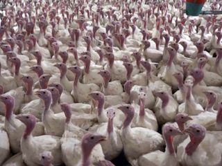 Yılbaşı hindileri satışa çıktı: Kilosu 800 liradan başlıyor