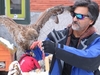 Hakkari'de doğaya bıraktığı kızıl şahin geri döndü