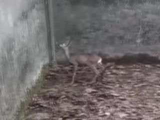 Amasya'da boş sulama havuzuna düşen yavru karaca kurtarıldı