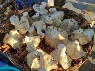 Topraktan çıktı, gören bir daha baktı; Rekor boyutta...