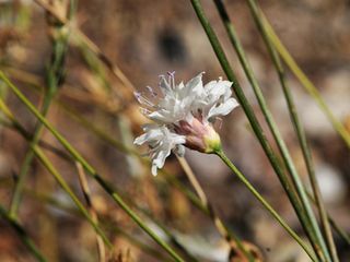Muğla'da emekli öğretmenin doğa merakı, yeni bitki türünü ortaya çıkardı