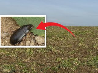 Bir böcek gitti, diğeri geldi: Uzmanlardan “ekin kamburu” uyarısı