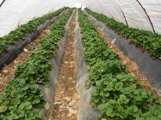 Yaz meyvesinde kış hasadı başladı: Tarlada 150, tezgahta 300 TL...