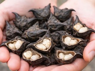 Sosyal medyayı şaşırttı! Su kestanesi (Trapa natans) nedir, yenir mi?