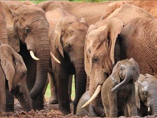 Hindistan'da fil sürüsü köye saldırdı:  4 ölü