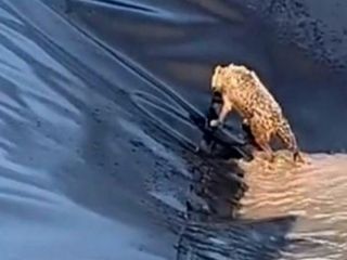 Siirt’te kurt, boş su havuzuna düştü