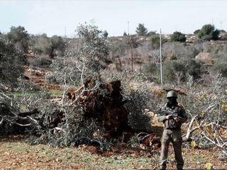 İsrail, Batı Şeria’da bir haftada 3 binden fazla ağaca zarar verdi