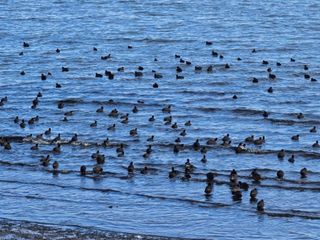Burası Antarktika değil, Kars! Yerli penguenler iş başında...