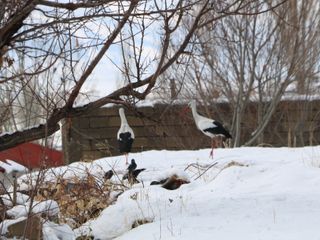 Hakkari'de 23 yıldır göç etmeyen leylekler