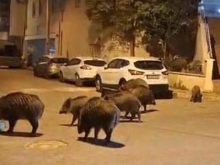 İzmir sokaklarında domuz sürüleri görüntülendi