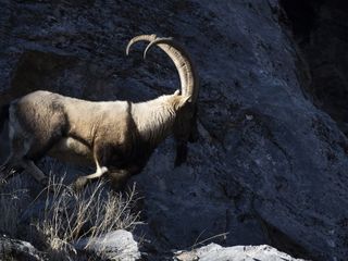 Yaban keçileri karla birlikte Munzur’a indi