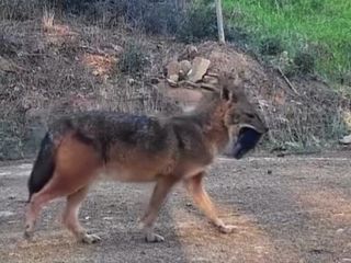 Tekirdağ'da ağzında domuz bacağı taşıyan çakal görüntülendi