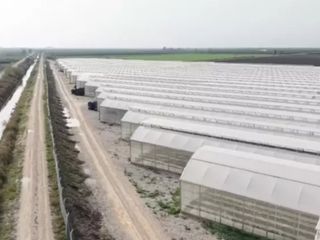 Tarlada yeni dönem: Yapay zekayla üretildi, 7 ülkeye ihraç ediliyor