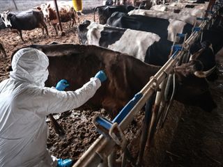 Sakarya'da 37 mahallede şap karantinası