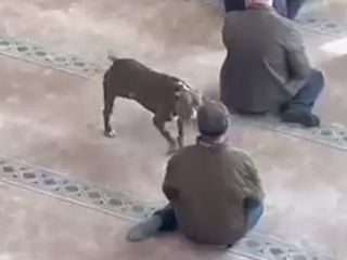 Kocaeli'de cuma vaazı sırasında camiye pitbull girdi