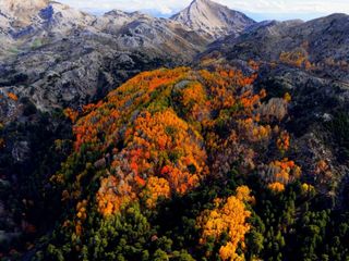 Denizli'de ormanlarda sonbahar renkleri hakimiyetini koruyor
